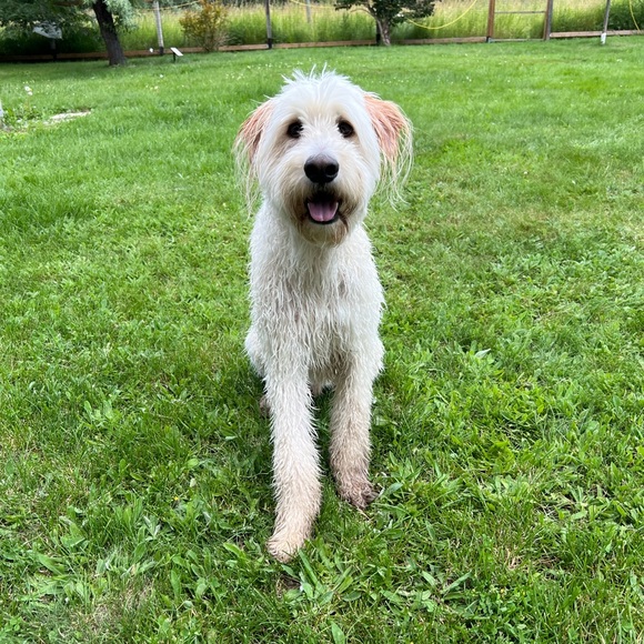 Meet your Posher - Picture 1 of 1